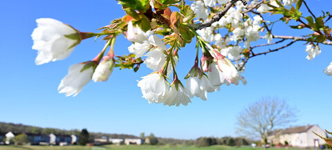 Easter Carmuirs Park with blossom branch in foreground