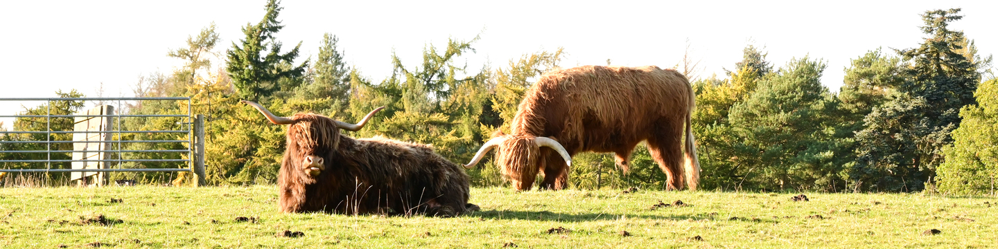 Highland cattle