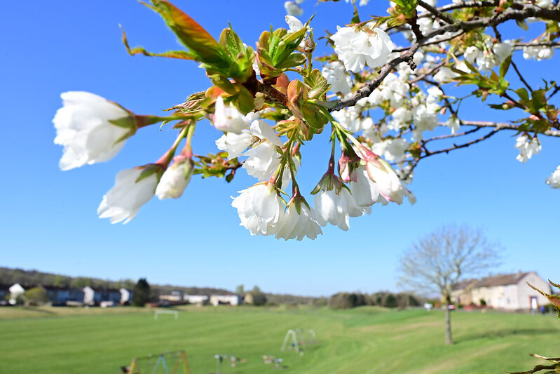 Easter Carmuirs Park with blue sky and a blossom branch in foreground.