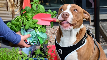 📷 Even Axel the dog got involved – showing off his green paws!